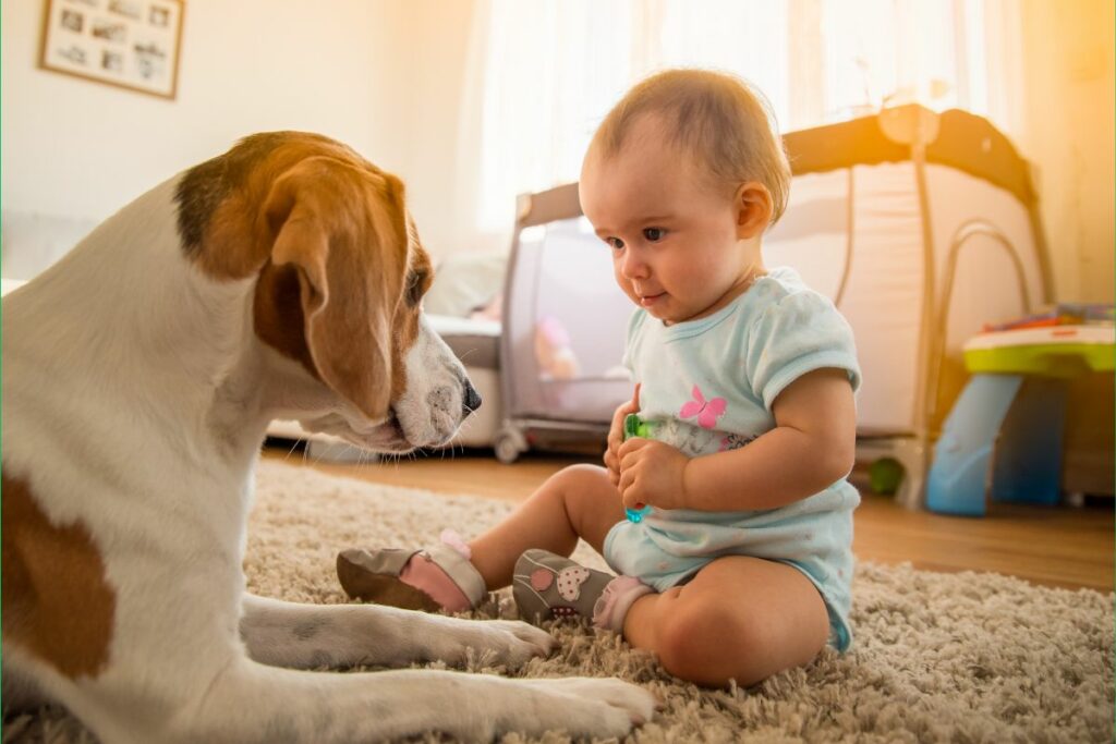 Convivência entre Animais de Estimação e Bebês - 11 Blogs e 11